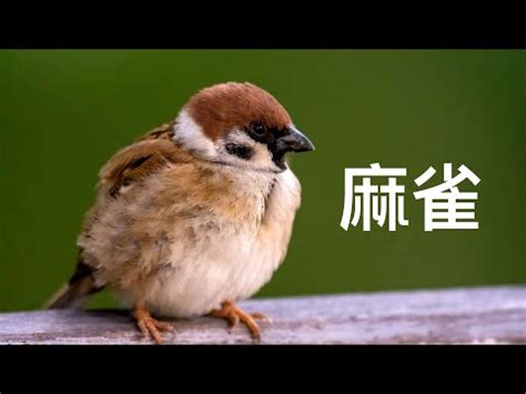 自來鳥麻雀|自來雀風水秘訣：今日招財有妙方